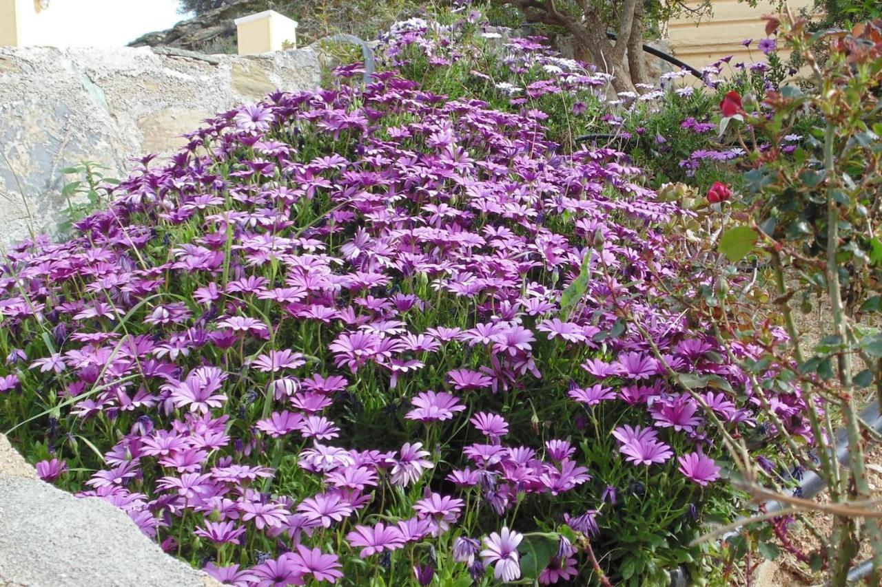 Olenia Residence อาเยีย เปลาเยีย ภายนอก รูปภาพ